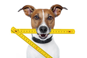 dog holding measuring stick