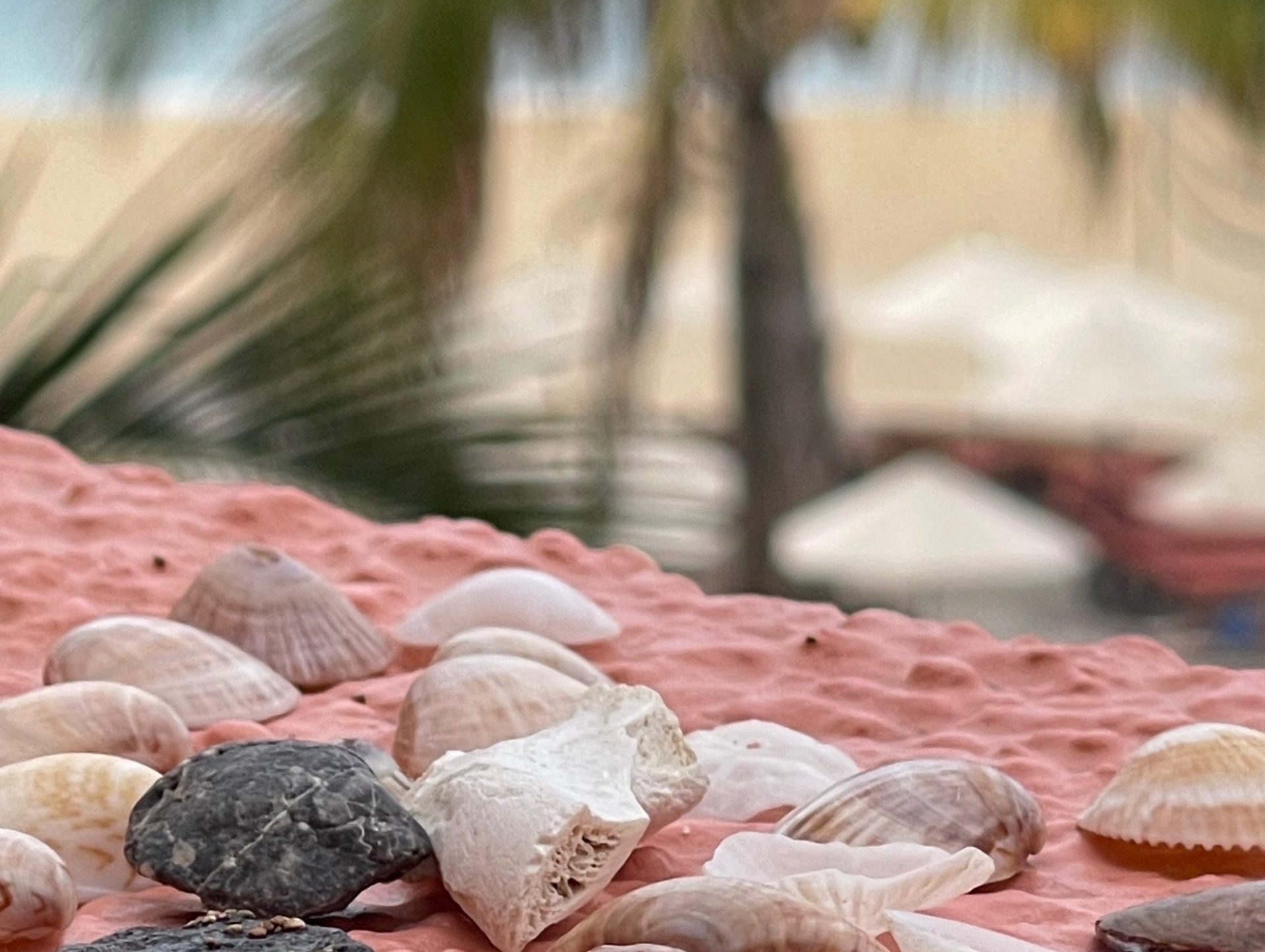 small sea shells with palm trees in the background